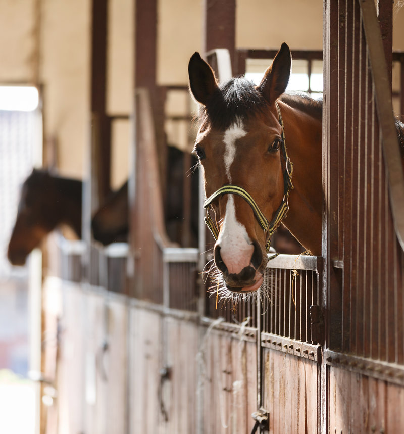Horse in stall
